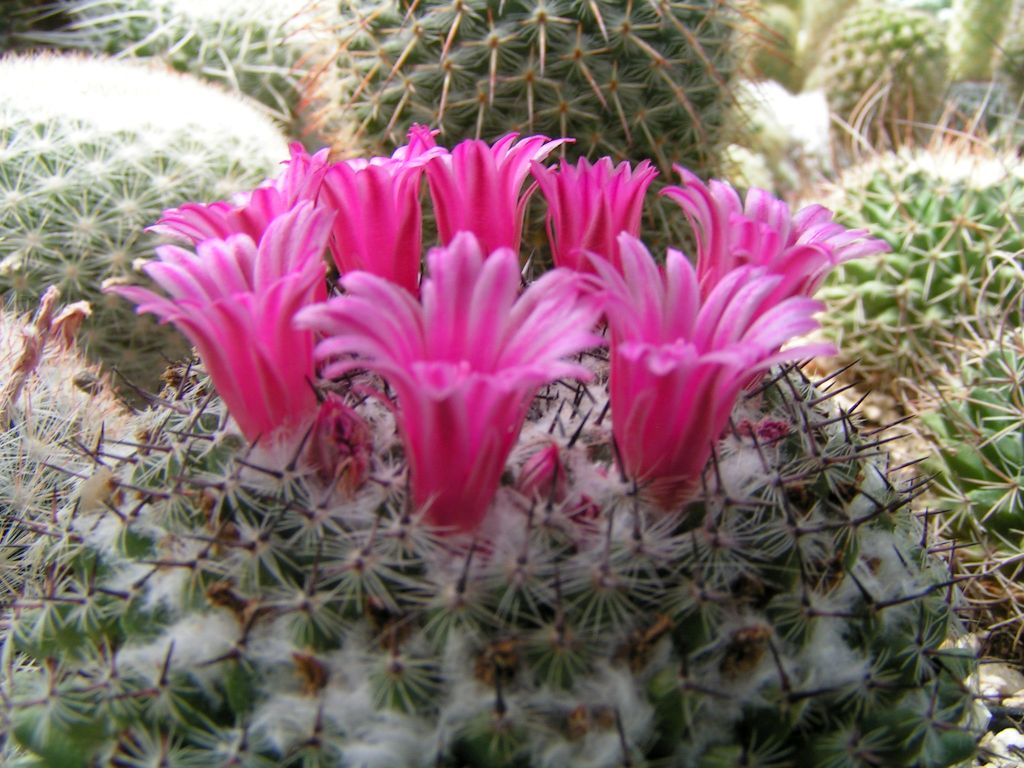 Mammillaria vonwyssiana